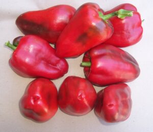 Pimiento del Bierzo